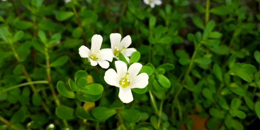 BacoMind® Bacopa Monnieri for Brain Health and Longevity