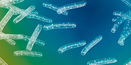 Bacillus Coagulans: The Probiotic Powerhouse