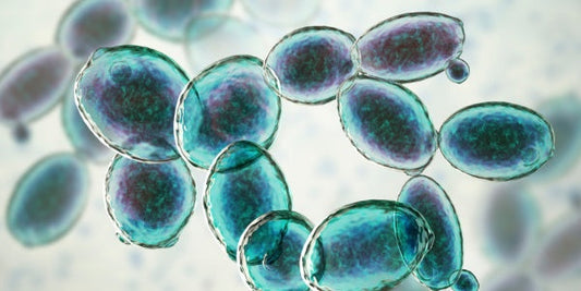 Saccharomyces boulardii - The Gut Guardian