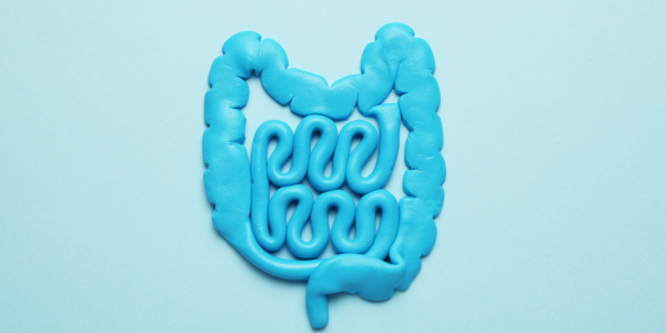 The Power of Secretory IgA: A Key to Gut Health and Immune Resilience