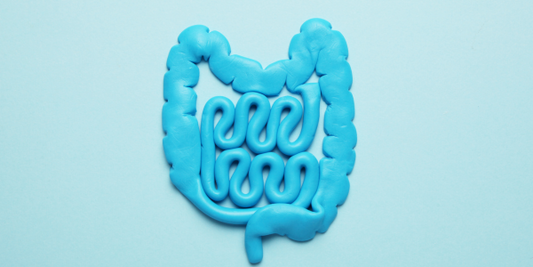 The Power of Secretory IgA: A Key to Gut Health and Immune Resilience
