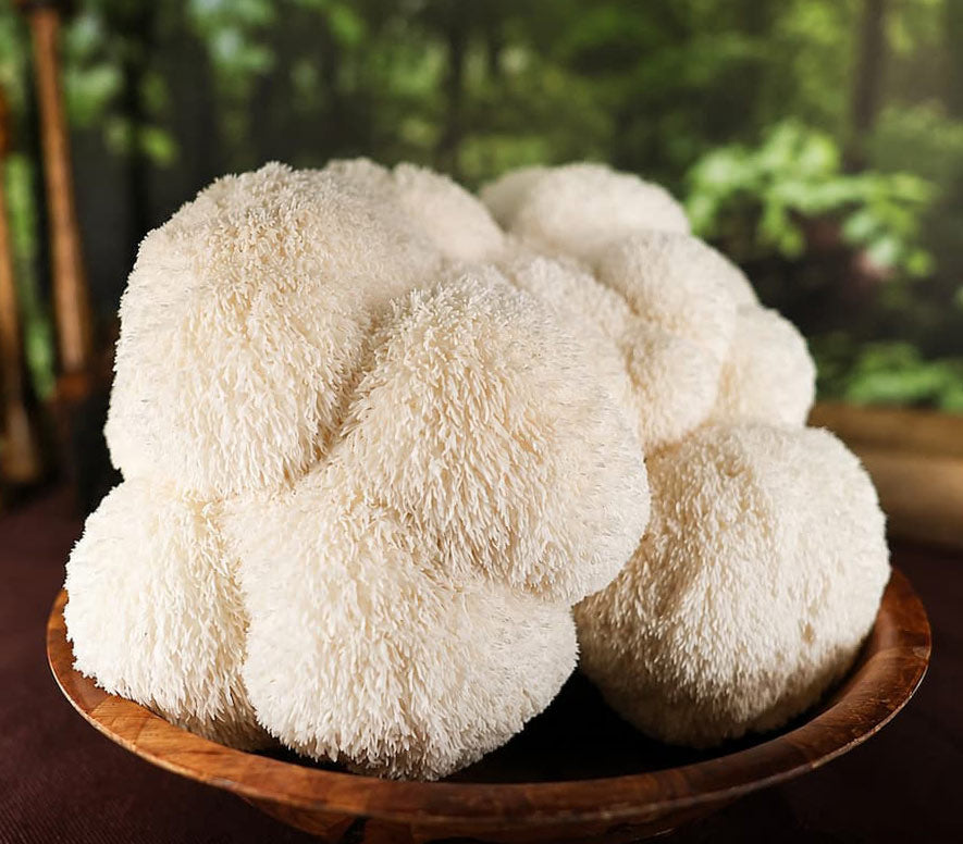 Premium dual-extract |Lion’s Mane